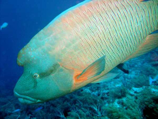 Napoleon Reef